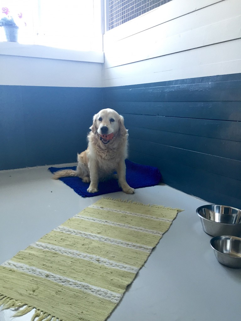 Här bor din hund i rymligt nybyggt rum.