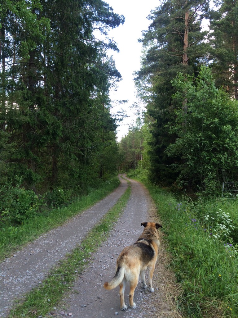 Härliga promenadvägar.